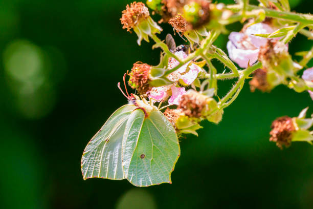 istock Common brimstone butterfly gonepteryx rhamni on a flower 996493186