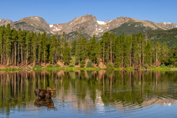 Rocky Mountain National Park Bull Moose Bull Moose at Sprague Lake in the early morning light. rocky mountain national park photos stock pictures, royalty-free photos & images