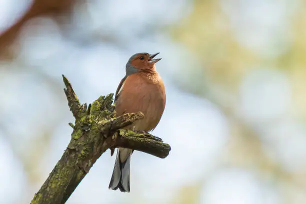 Closeup of a male chaffinch, Fringilla coelebs, singing on a tree in a green forest. Spring colors are clearly visible.