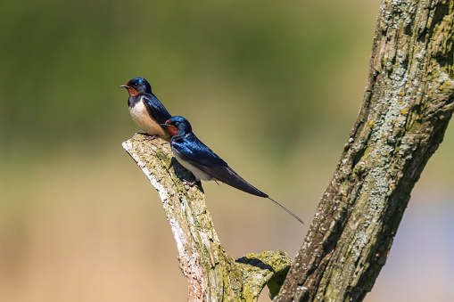BBarn Swallow bird (Hirundo rustica) perched on a wooden log during Springtime. A large group of these barn swallows foraging and hunts insects and taking their occasional rest on their turns.