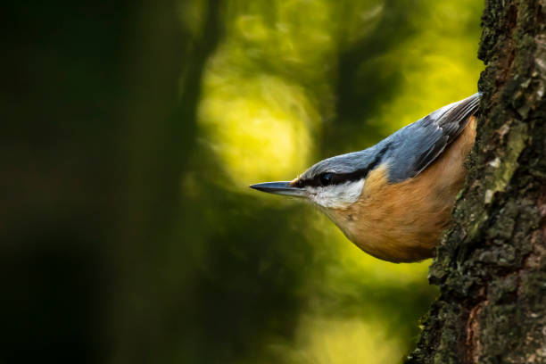 istock Eurasian or wood nuthatch bird (Sitta europaea) perched on a branch, foraging in a forest 996496398