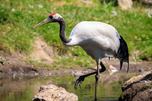 Closeup of a red-crowned crane (Grus japonensis) alias Manchurian crane or Japanese crane bird foraging in water and a grass meadow on  sunny day.