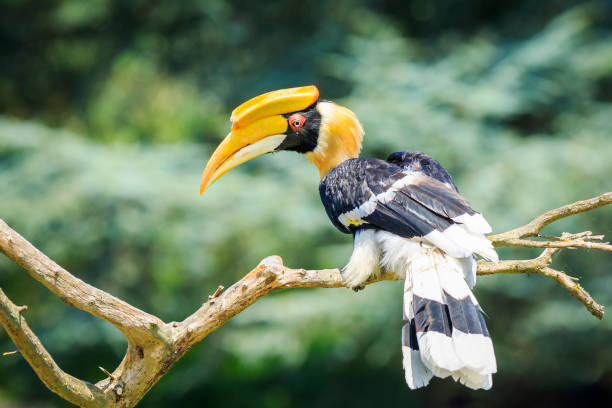 Closeup portrait of a Great hornbil, great Indian hornbill or great pied hornbill, Buceros bicornis, bird. Closeup portrait of a Great hornbil, great Indian hornbill or great pied hornbill, Buceros bicornis, bird in a green forest habitat. pied stock pictures, royalty-free photos & images