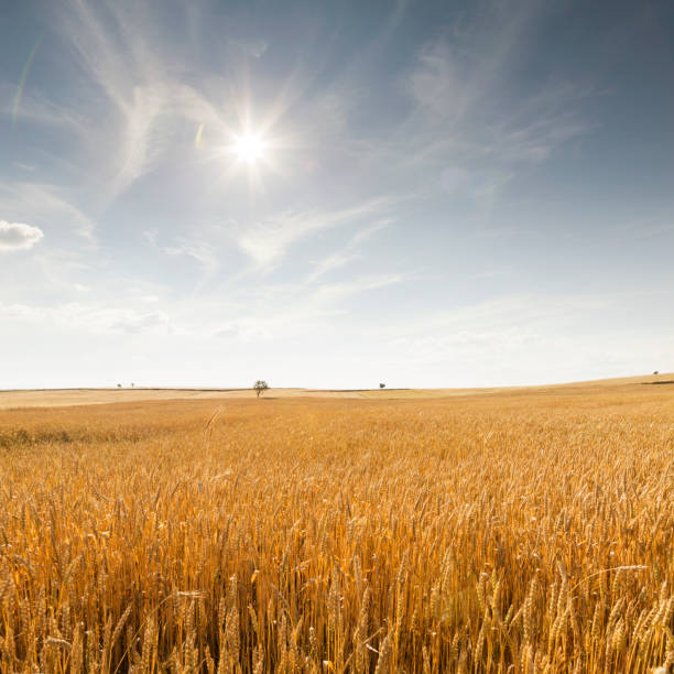 Golden wheat field and sunny day