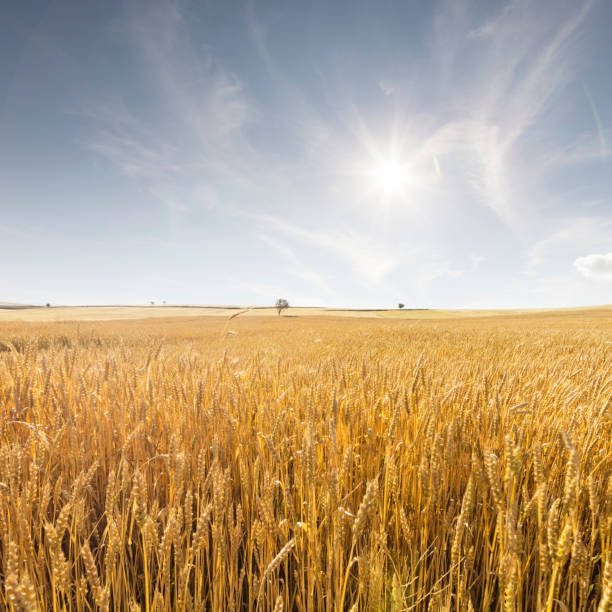 istock Golden wheat field and sunny day 996504972