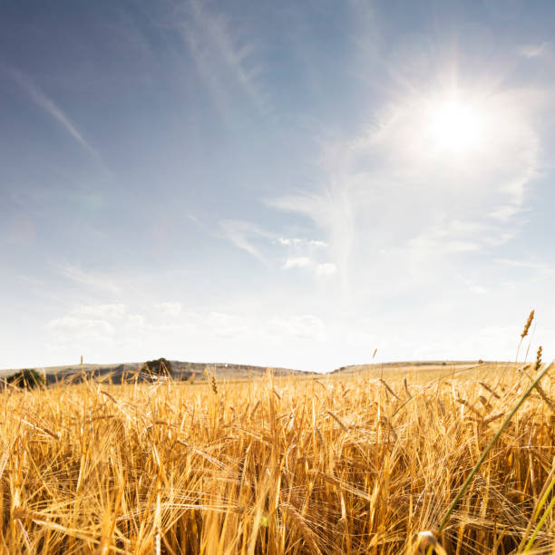 istock Golden wheat field and sunny day 996504990