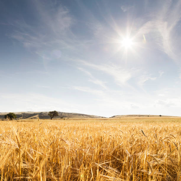 istock Golden wheat field and sunny day 996505024