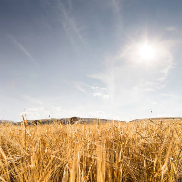 Golden wheat field and sunny day