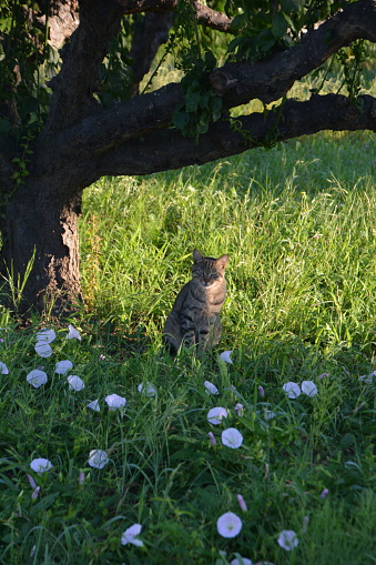 Cat in the shade of tree