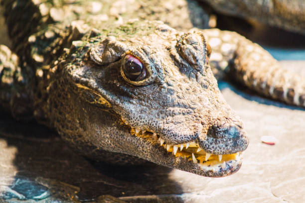 istock Crocodile in lights sitting on stone 996510870
