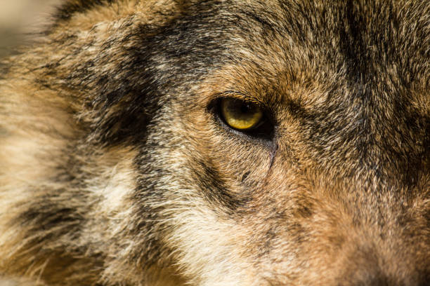 istock Crop eye of furry wolf 996510886