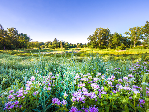 Beautiful lush summer landscape photograph with purple wild flowers and grasses in the foreground near a pond and green trees and blue sky on the horizon beyond.