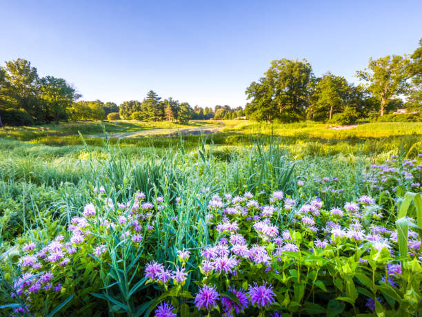 Beautiful lush summer landscape photograph with purple wild flowers and grasses in the foreground near a pond and green trees and blue sky on the horizon beyond. stock photo