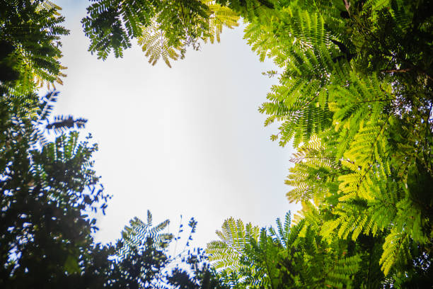 istock Green leaves frame with dramatic sky background and middle copy space for text. Nature frame of green leave branches on cloudy sky background. Frame of green leaves in the forest against the blue sky. 996542678