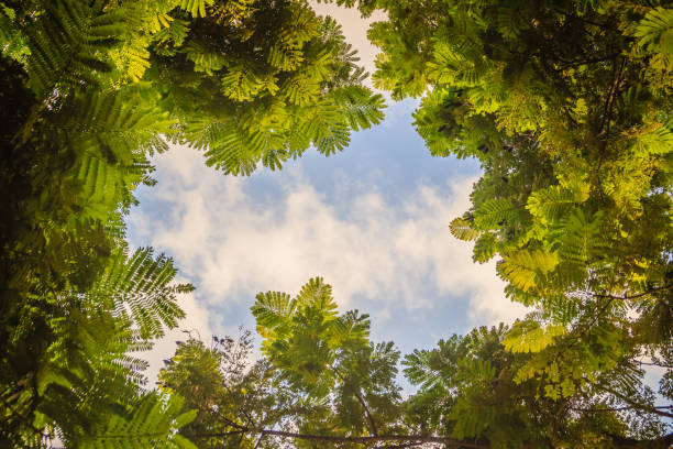 istock Green leaves frame with dramatic sky background and middle copy space for text. Nature frame of green leave branches on cloudy sky background. Frame of green leaves in the forest against the blue sky. 996545240