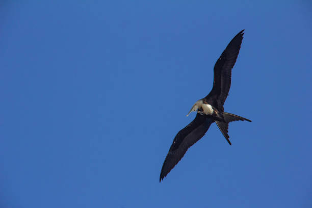 istock Beautiful frigate, flying calm and scratching the head 996545436
