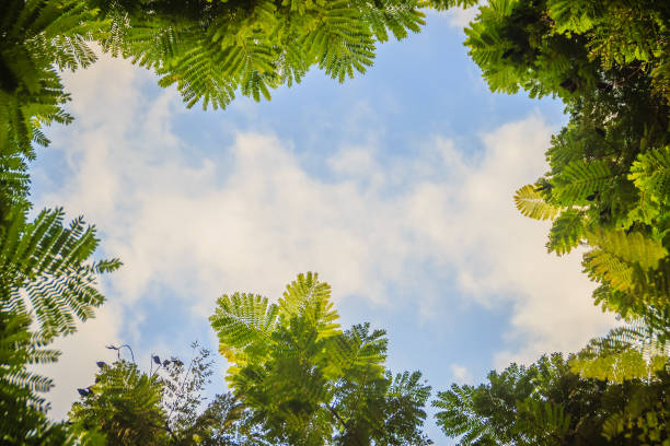 istock Green leaves frame with dramatic sky background and middle copy space for text. Nature frame of green leave branches on cloudy sky background. Frame of green leaves in the forest against the blue sky. 996545622