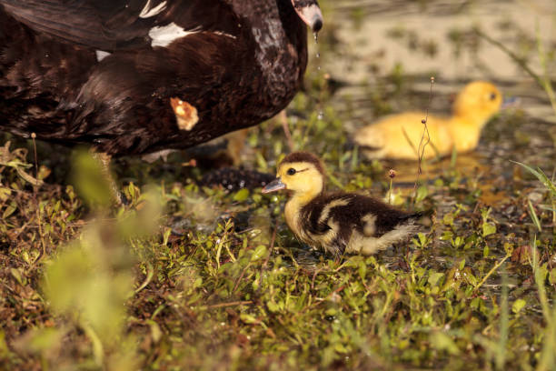 istock Baby Muscovy ducklings Cairina moschata flock 996548334