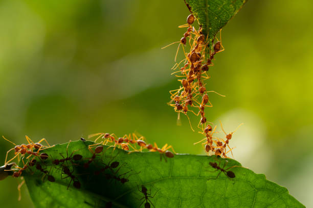 istock Ant action standing.Ant bridge unity team,Concept team work together 996555360