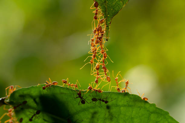 istock Ant action standing.Ant bridge unity team,Concept team work together 996555398