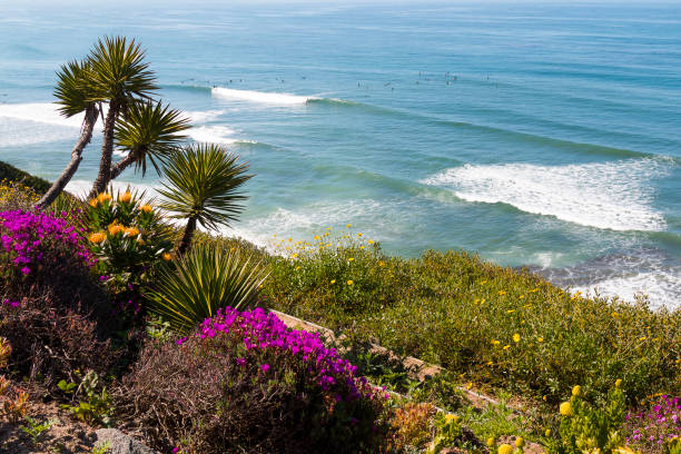 istock Plants and Trees on a Hillside Overlooking Surfers in the Ocean 996555692