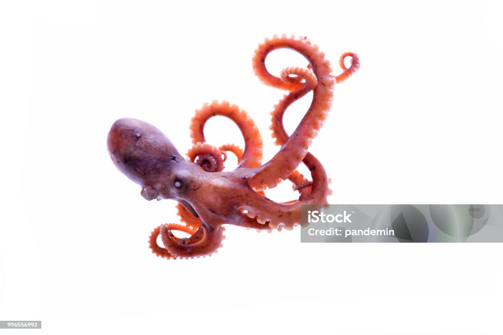 Octopus on a white background Octopus Stock Photo