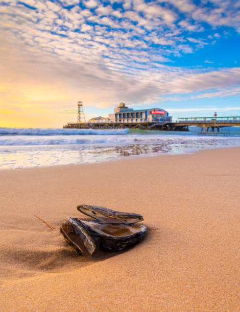 Bournemouth beach with oyster shell washed up near the pier Sunshine at sun rise illuminates golden beaches and a washed-up oyster shell on the Dorset coast between Poole and Bournemouth bournemouth england photos stock pictures, royalty-free photos & images