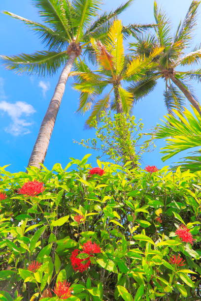 Polynesian tropical relax, under palm trees leafs foliage – Hawaii islands, USA