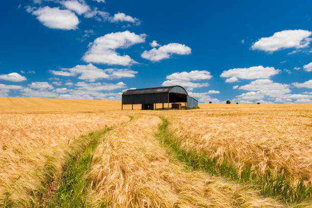 After a long hot dry spring the wheat in a Dorset field ripens to a golden brown contrasted against the black Dutch barn and deep ble skies