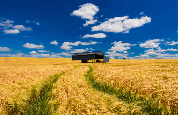 istock Dutch barn in a ripening wheat field in Dorset 996560872