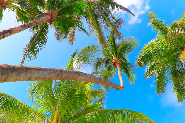 istock Polynesian tropical relax, under palm trees leafs foliage – Hawaii islands, USA 996561290