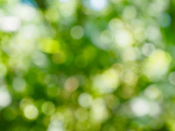 istock Leaf bokeh in the forest, missed focus 996567972