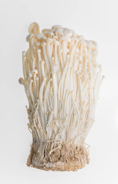 istock Golden needle mushroom on white background 996586450