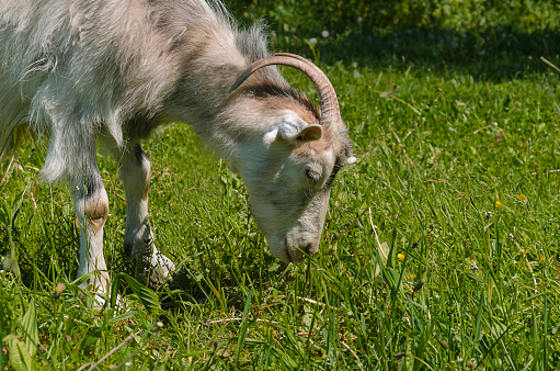 light goat with horns on the pasture, warm summer day, close-up