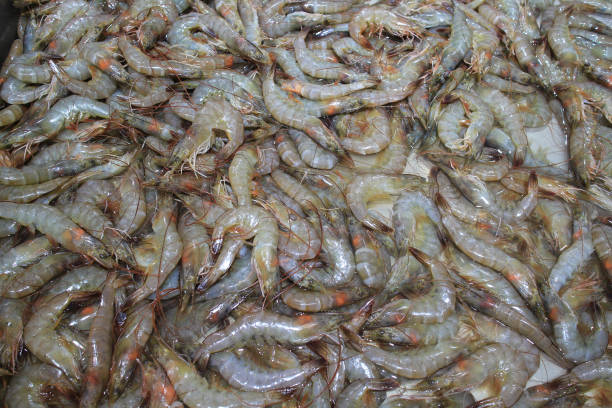 istock Fresh prawns in the supermarket. 996598306