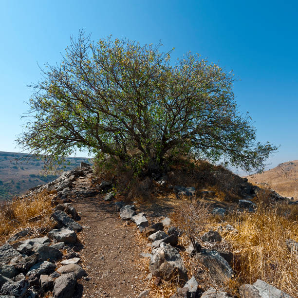 istock Nature reserve located in the Golan Heights 996600672