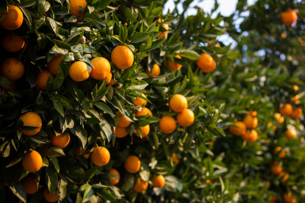 istock Green tree full of oranges on sunny day 996600810