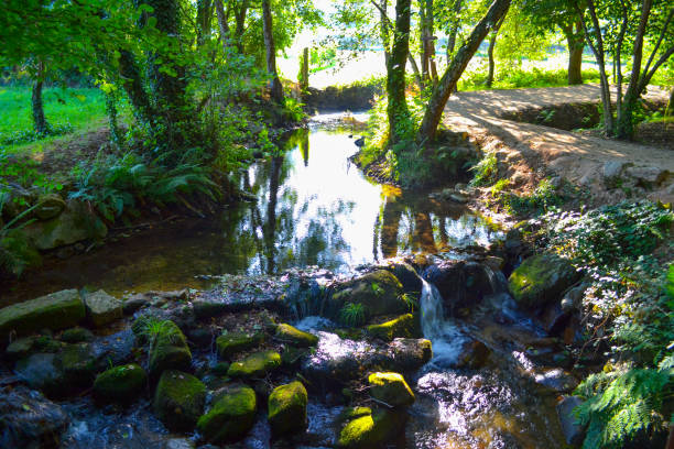 small river falling through green forest full of vegetation. pure nature - tree stream forest woods imagens e fotografias de stock