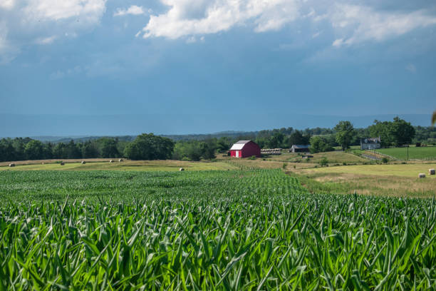 istock Summer days in the country 996612128