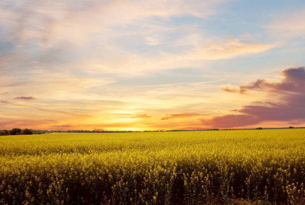 istock Bright sunset before the rain over rapeseed field. 996614868