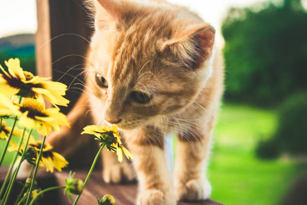 istock The little orange kitty 996615192