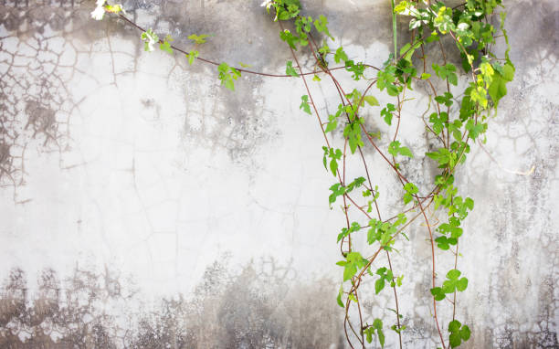istock green ivy on cement wall 996615402