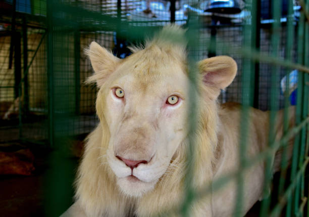 istock White Male Lion 996616070