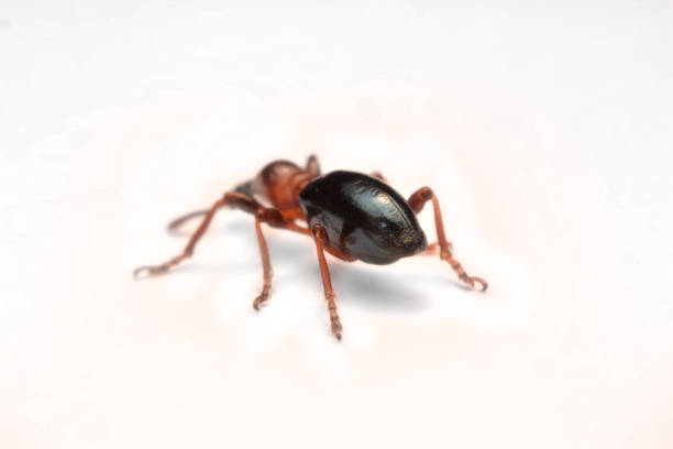 istock Side view of an Acorn weevil, Curculio glandium, weevil Small beetle 996618660