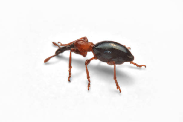 istock Side view of an Acorn weevil, Curculio glandium, weevil Small beetle 996618680