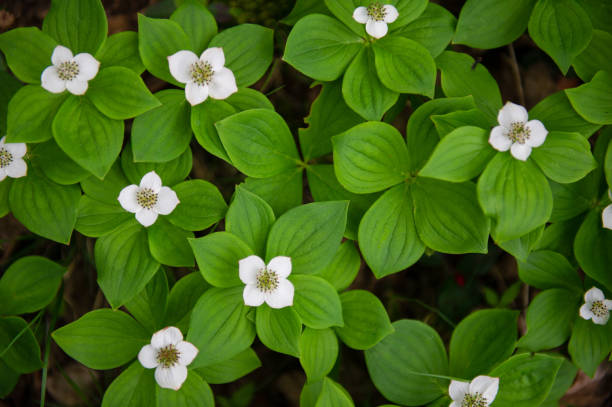 istock Summer Wildflowers in Ontario 996636130