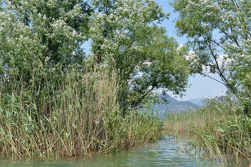 Reed and foliage of Willow trees on the shore of the lake