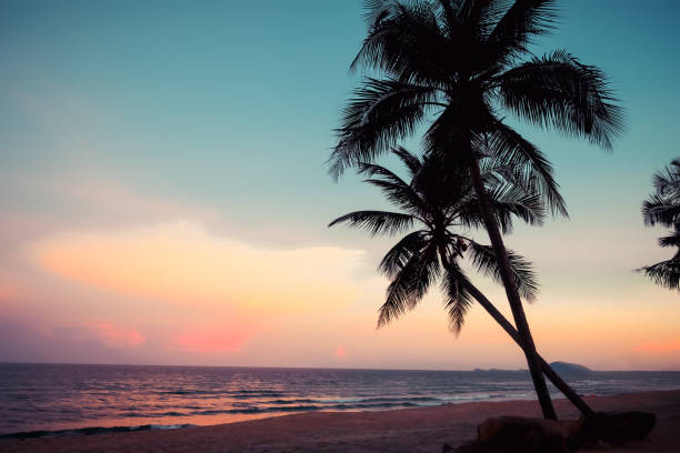 istock Silhouette of tropical beach 996636986