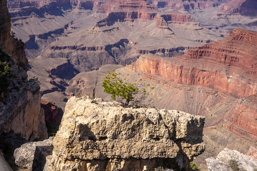 A single tree sitting on the top of the clif in the Grand Canyon National Park, Arizona, USA