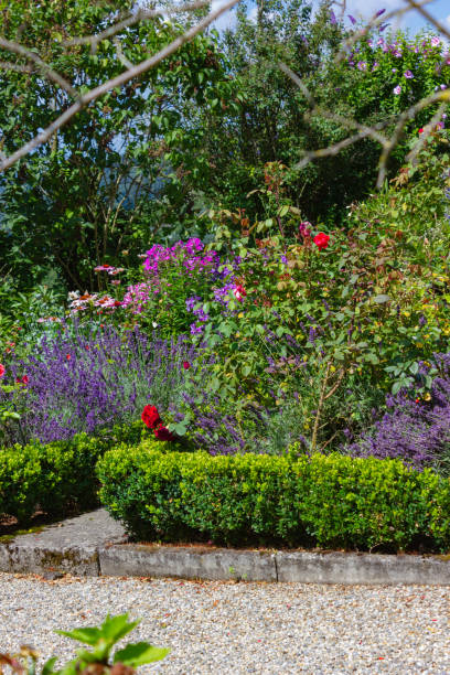 istock blooming flowers at cottage garden 996639830